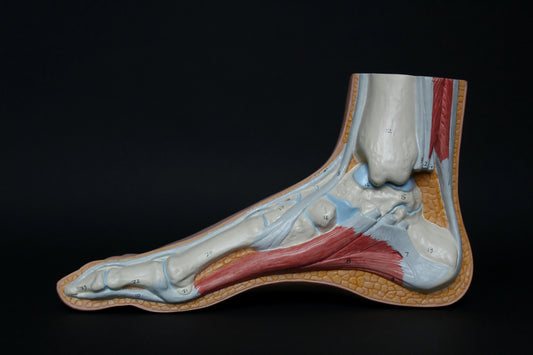 Anatomía básica del pie
